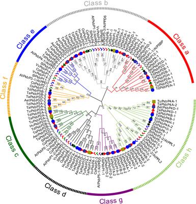 A newly identified photosystem II Subunit P gene TaPsbP4A-1 in Triticeae species negatively regulates wheat powdery mildew resistance